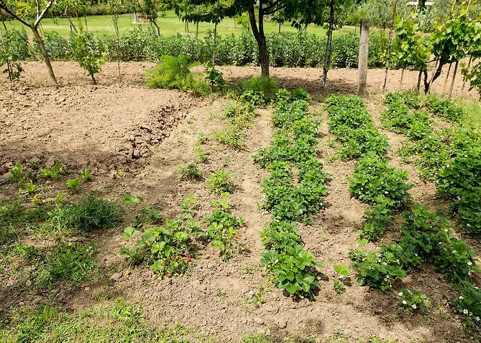 Дом отдыха Casale Vacanze Il Granaio *